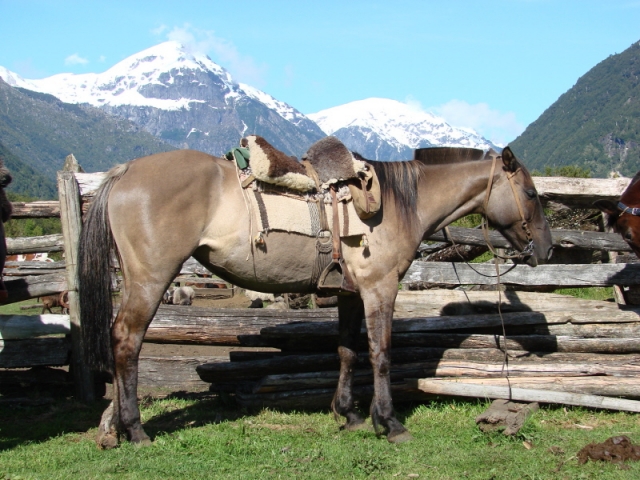  Equestrian travel in Argentina 